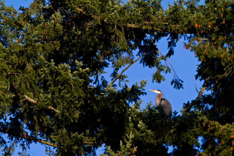 Great Blue Heron In Tree